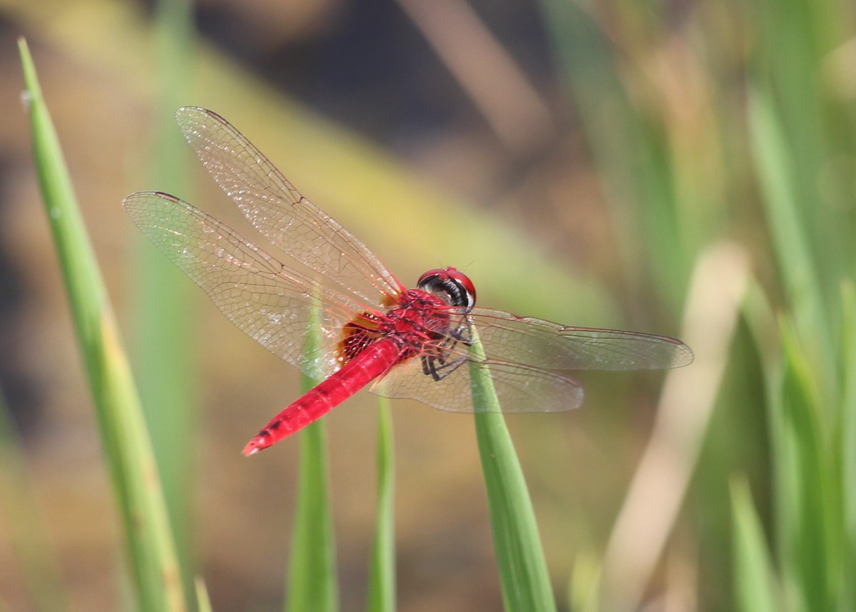 7 Dragonflies and damsel files